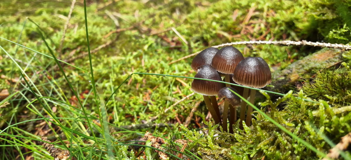 Begeisterung für Pilze