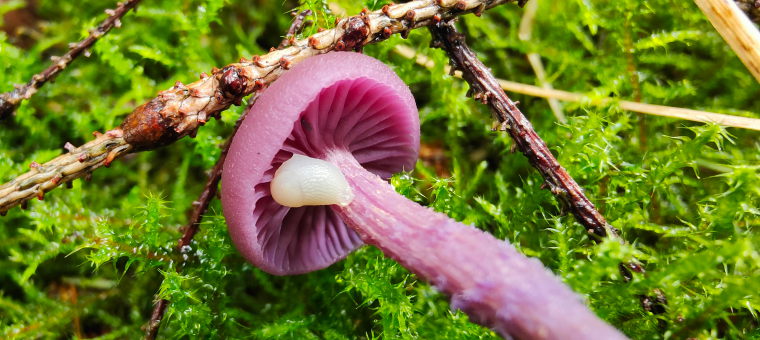 Violetter Lacktrichterling (Laccaria amethystina))