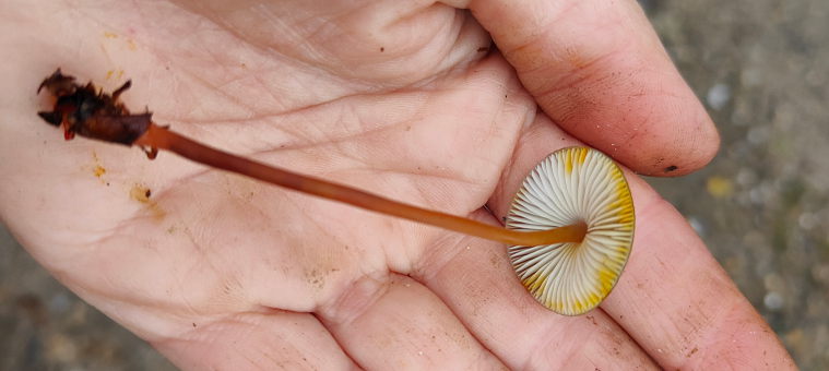 Gelbmilchender Helmling (Mycena crocata)